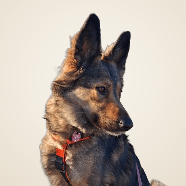 Zisko – der Bürohund von Andrea Kahl, Büro Kahl Biebergemünd